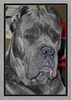 Аватар для cane_corso