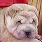 Аватар для sharpei